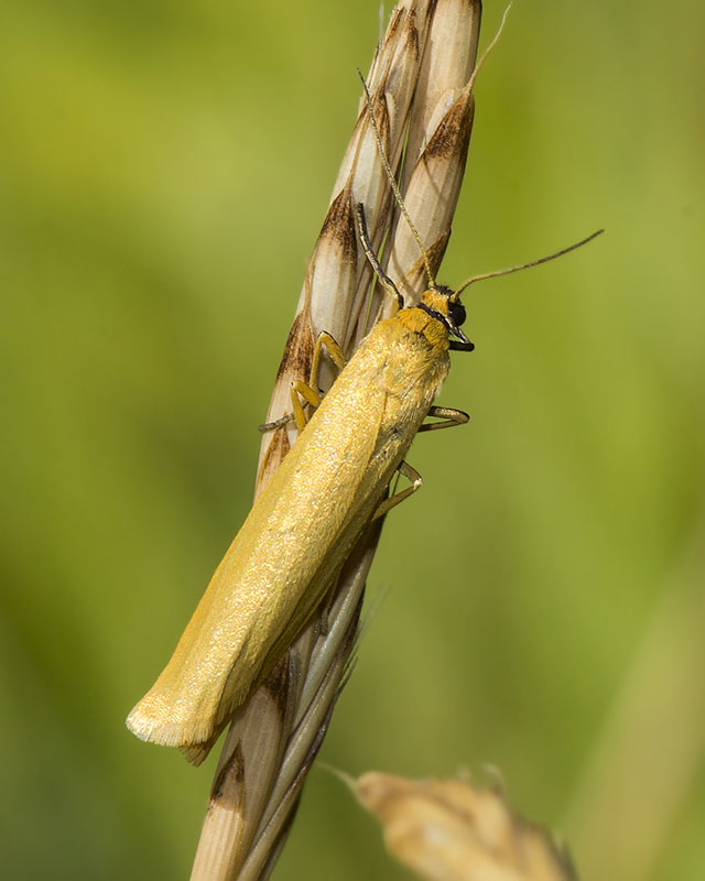 Erebidae Arctiinae - Eilema lutarella